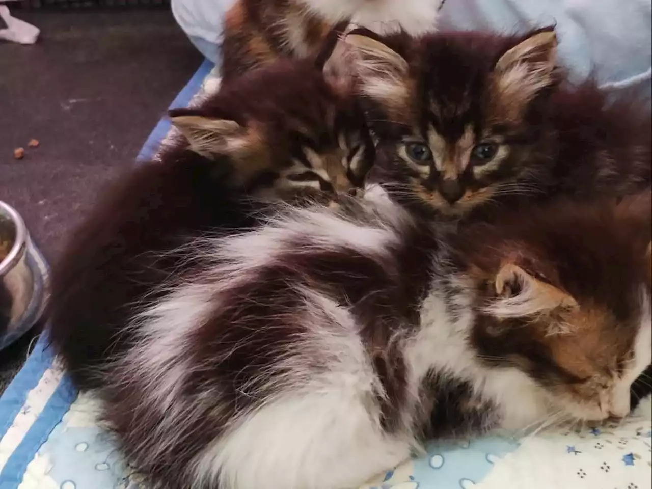 'On n'a jamais vu une telle détresse', une association sauve une dizaine de chatons