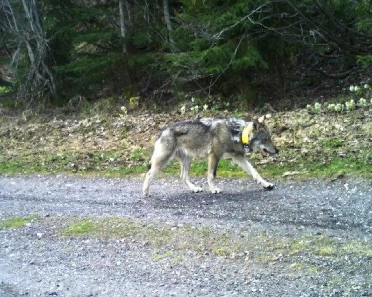 Neunjähriger erschiesst «Bündner Wolf»