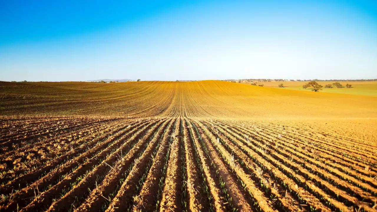 'The right outcome': China to lift trade sanctions on Aussie barley