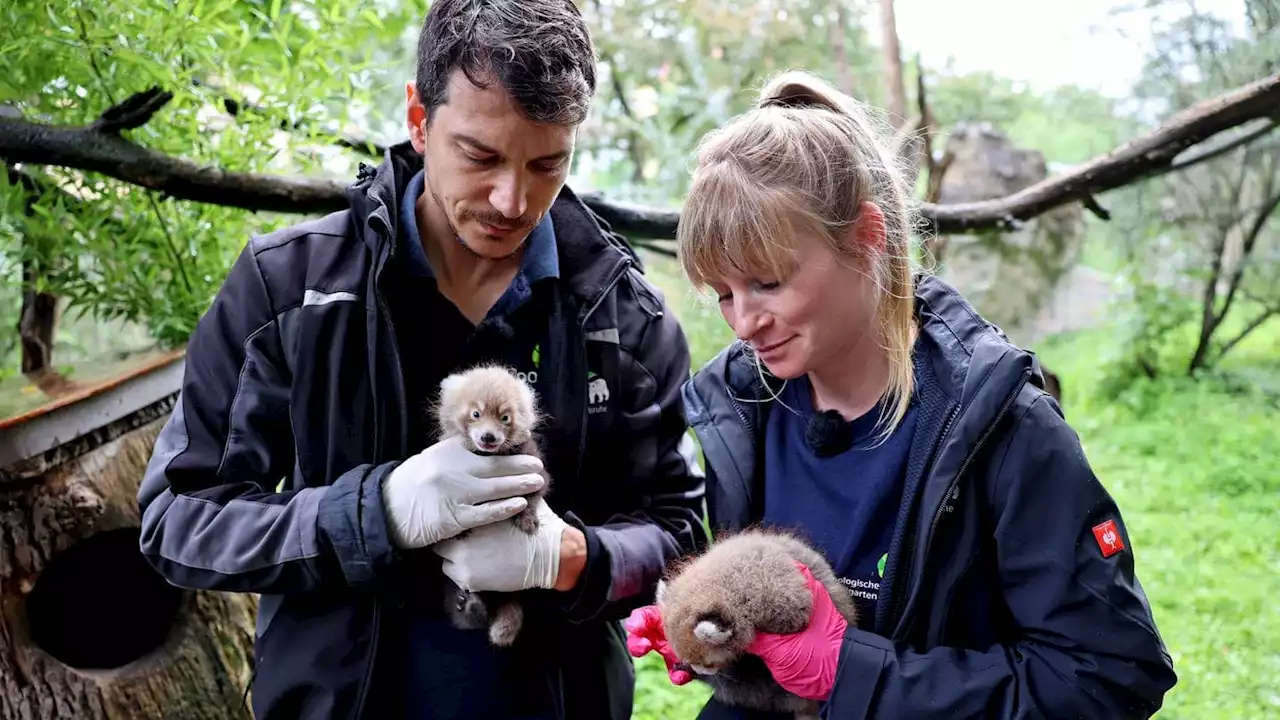 Rote Panda-Babys im Karlsruher Zoo