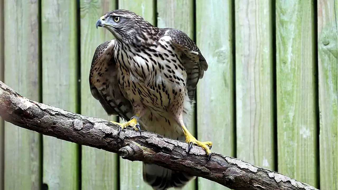 Tote Tiere melden, keine Federn sammeln : Geflügelpest bei zwei Wildvögeln in Berlin nachgewiesen