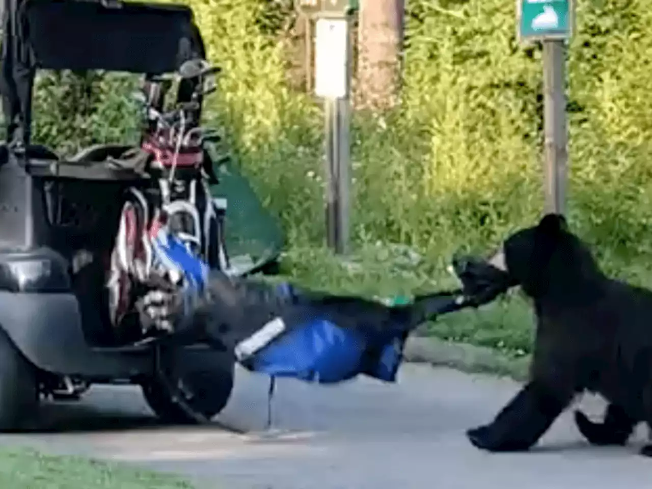 Bear in B.C. steals golf bag as the man chases after the ursine thief shouting ‘No’