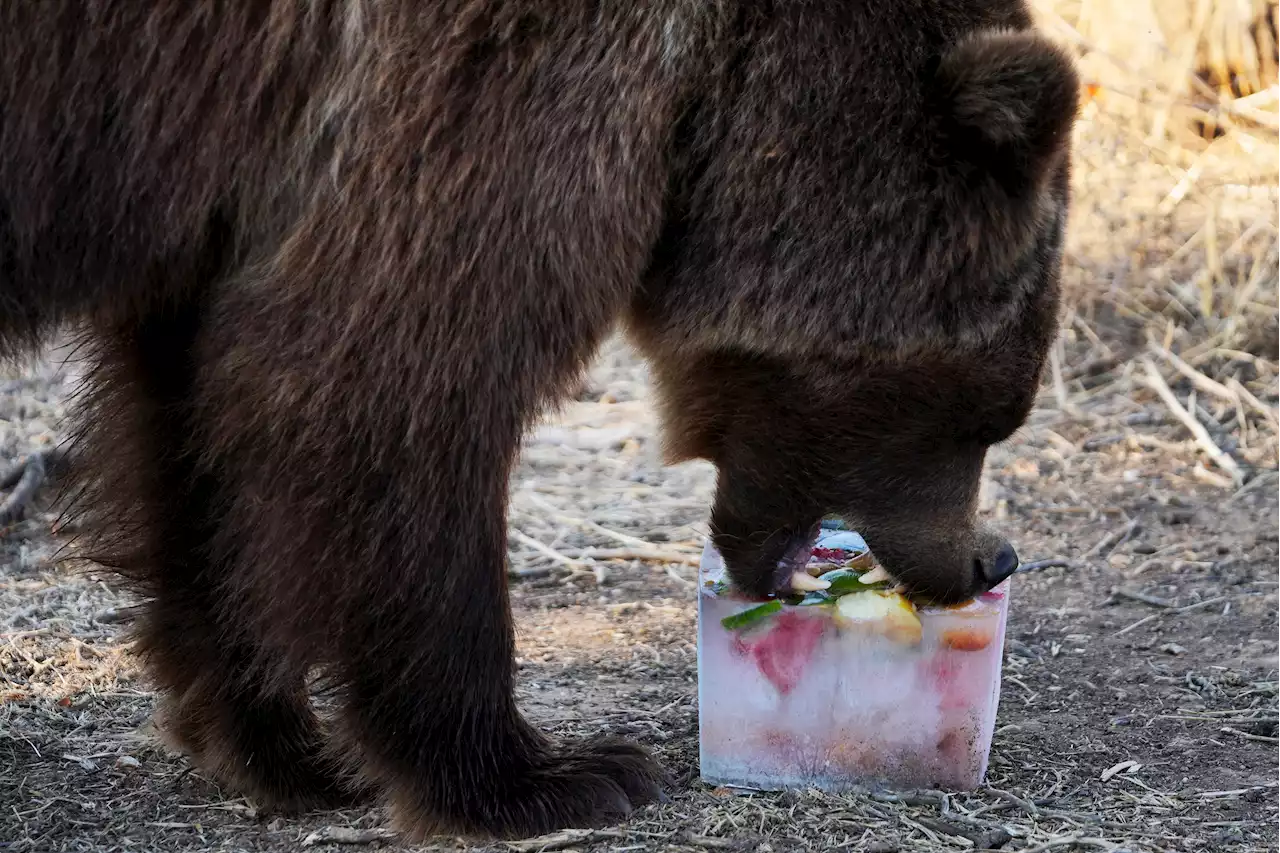 Why a Greek Zoo Is Serving Frozen Meals to Animals