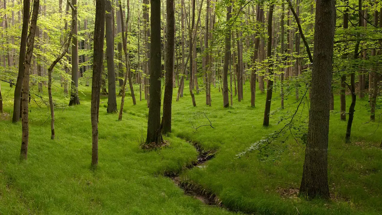 Die guten Seiten des Regens: Weniger Waldbrände, weniger Borkenkäfer