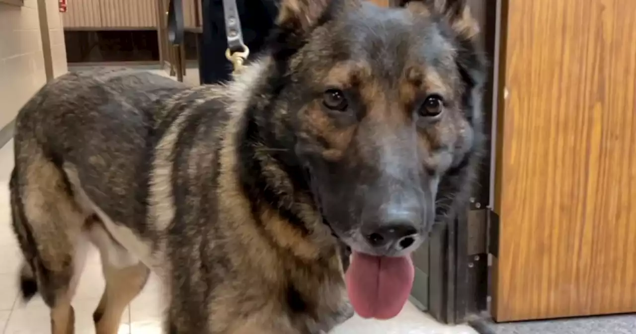 Bedford Heights K9 Bosco back home with former partner after community outcry