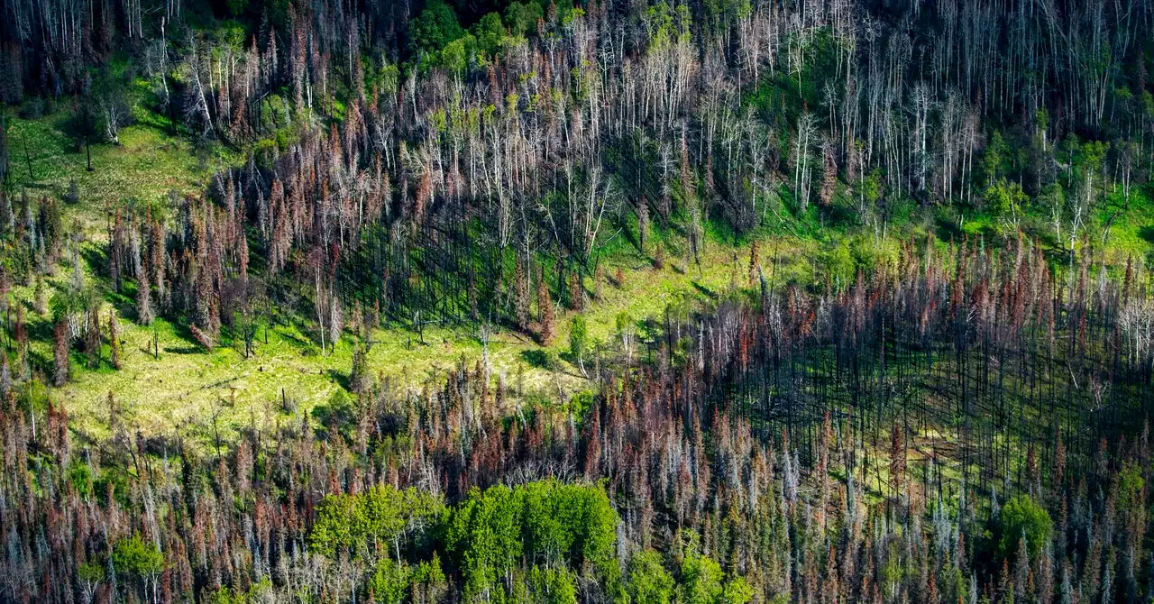 Trying to Plant a Trillion Trees Won't Solve Anything