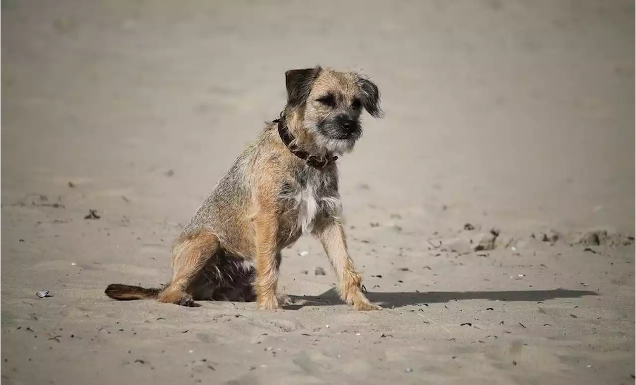 Mascota recorrió 163 kilómetros en una noche para intentar volver con sus dueños