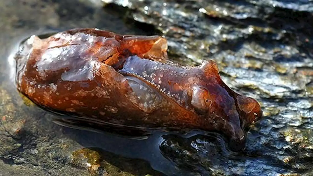 Invasión marina en Baiona: misteriosas criaturas acuáticas sorprenden a los usuarios del puerto