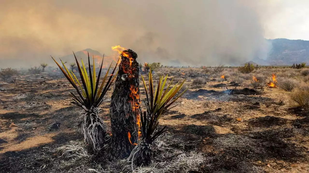 California Joshua trees severely burned in massive wildfire