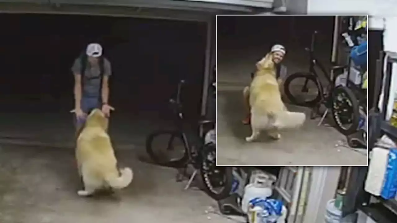 Golden Retriever befriends electric bike thief, stopping him for belly rubs and cuddles