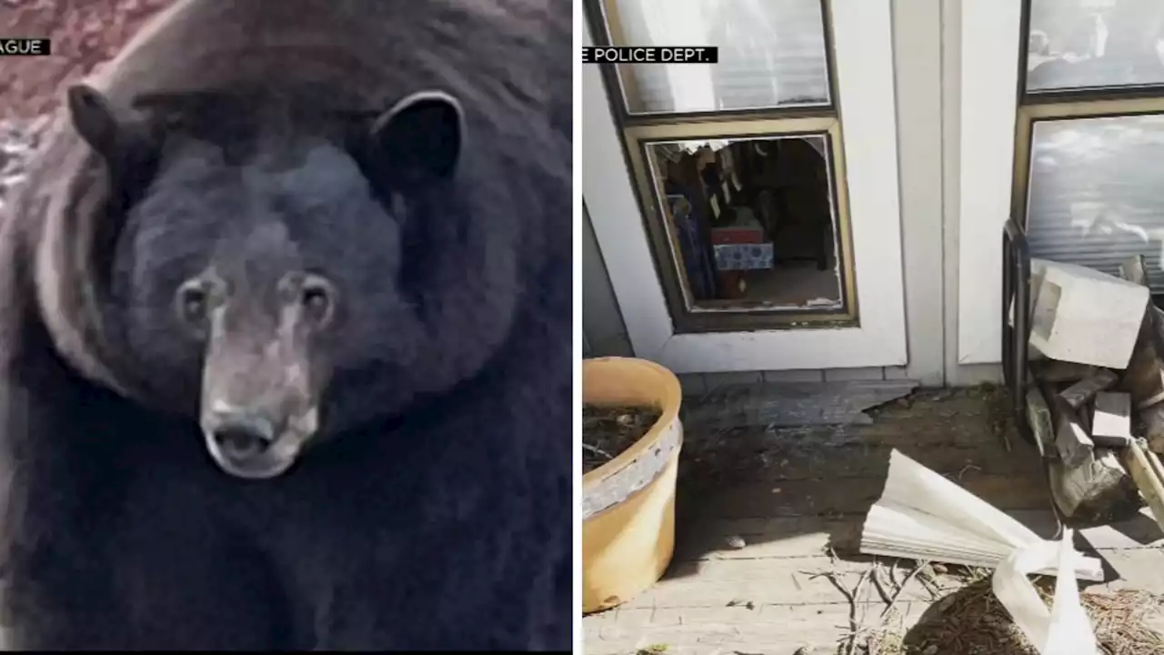 'Hank the Tank': Large black bear linked to at least 20 South Lake Tahoe break-ins captured