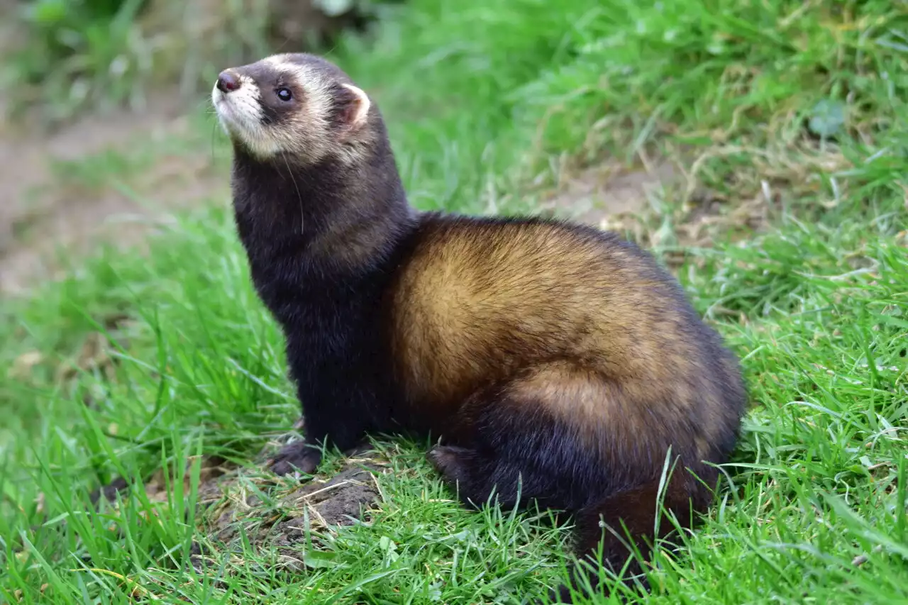 Biodiversité : le putois retiré de la liste des espèces susceptibles d’occasionner des dégâts