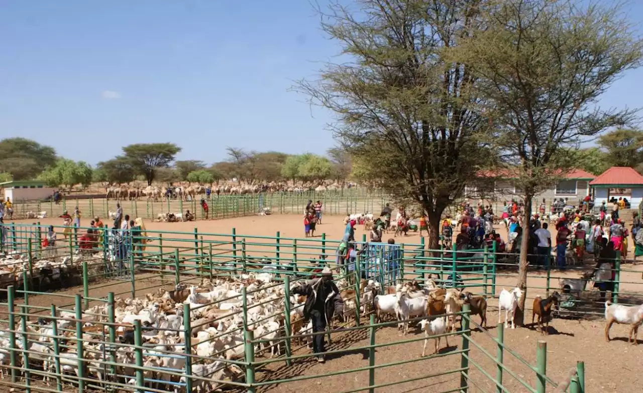 Kenya: Embracing Local Knowledge Is the Key to Resilience in Northern Kenya, Not Project Box-Ticking