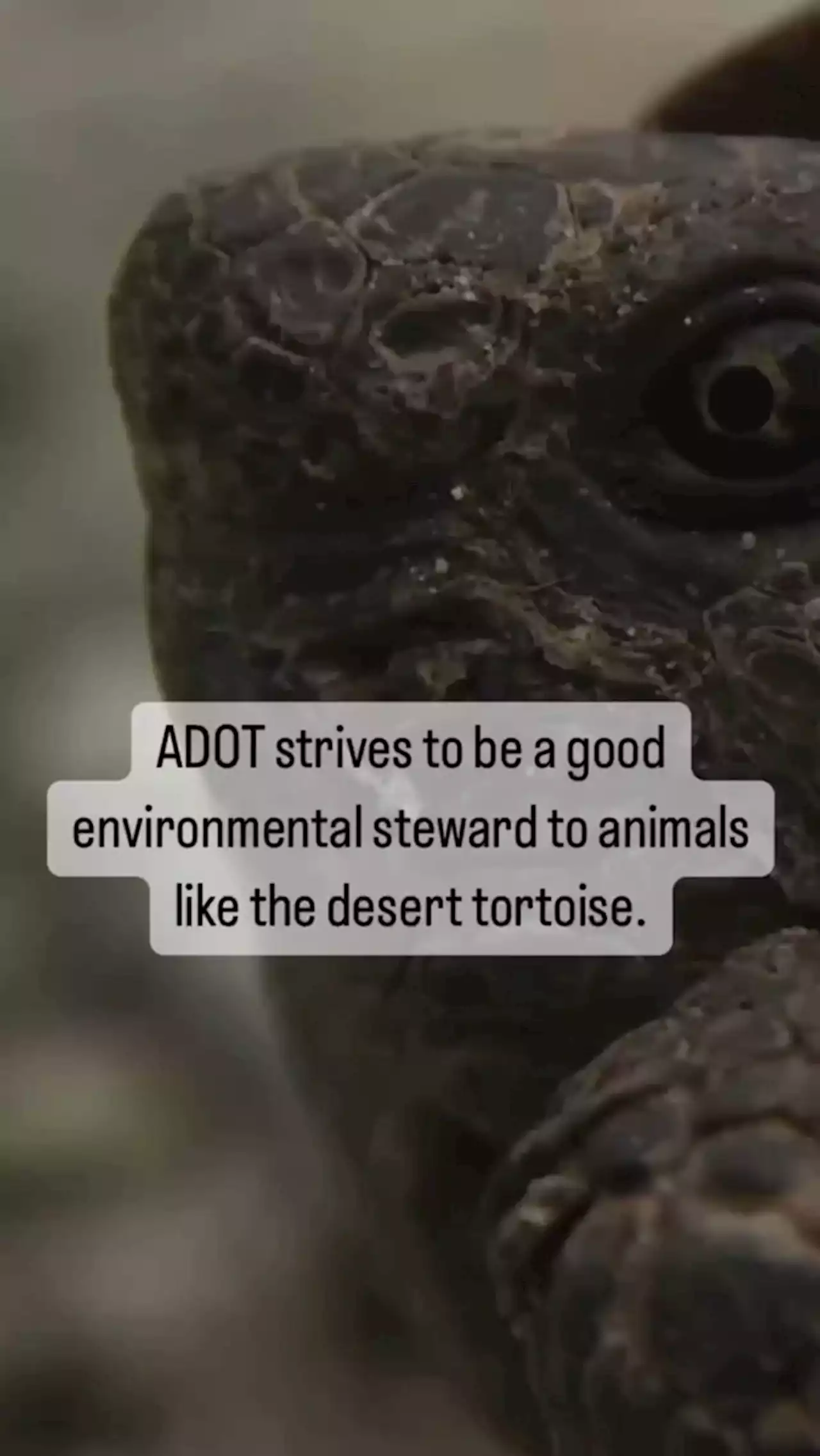 How ADOT works with desert tortoises | Department of Transportation