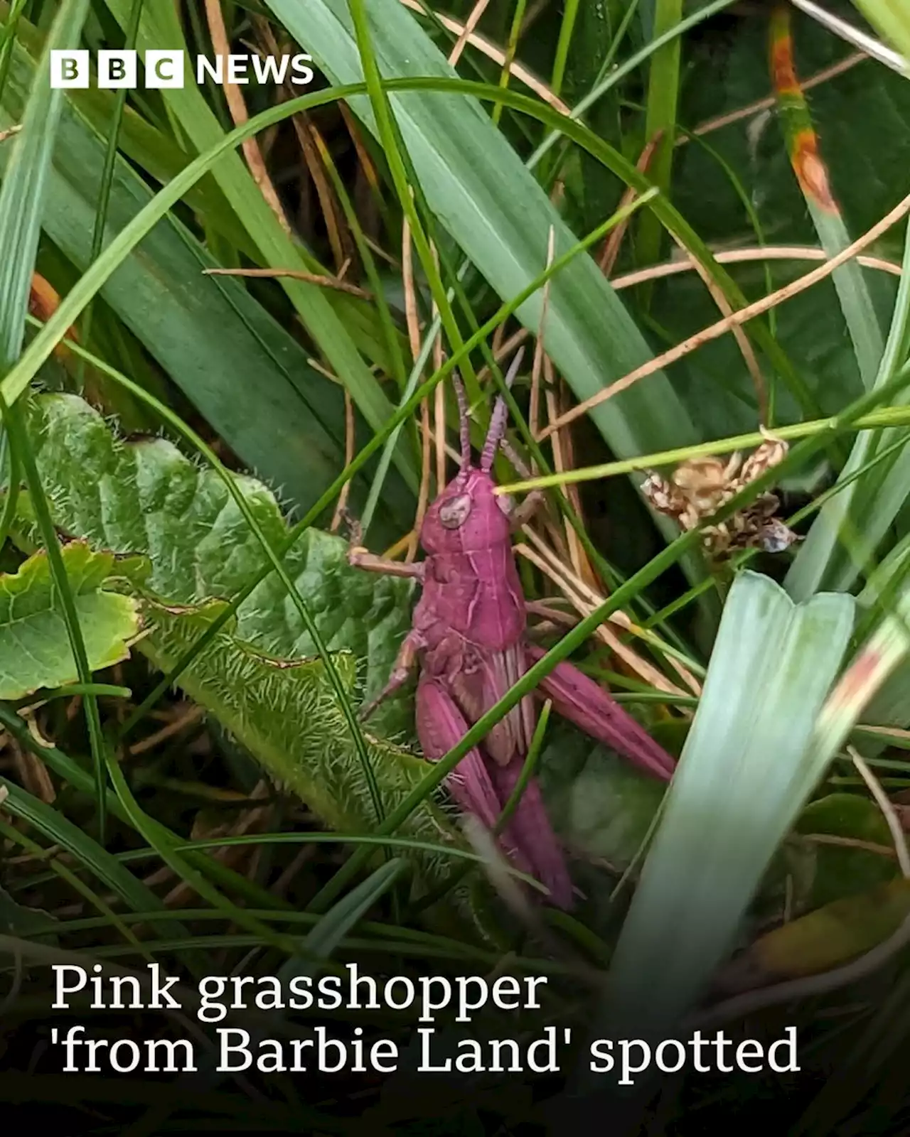 Pink grasshopper 'from Barbie Land' spotted in Derbyshire