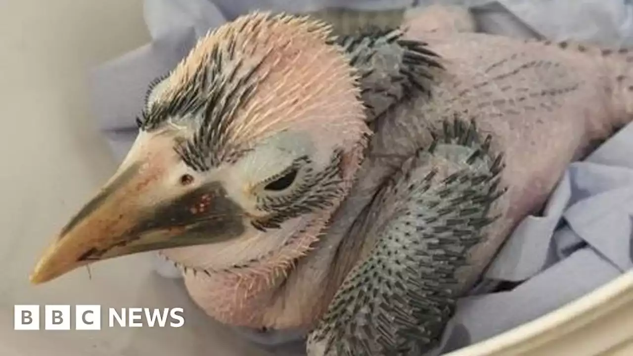 Bristol Zoo Project: Threatened birds successfully hatch