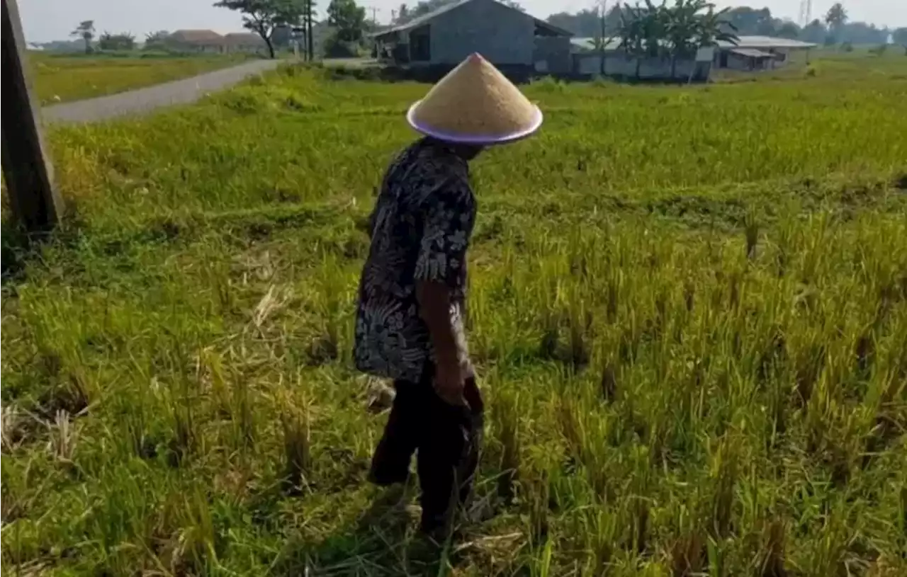 Puluhan Hektare Sawah di Bogor Dilanda Kekeringan