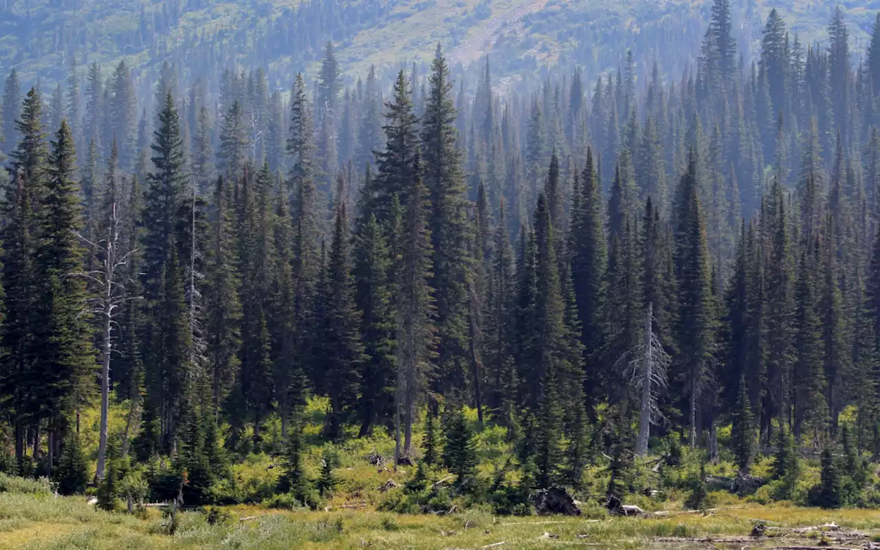 Forests in the US will stop absorbing carbon within 50 years, USDA report warns