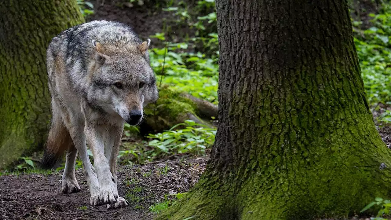 Wolf tötet Kalb auf Alp in Glarus