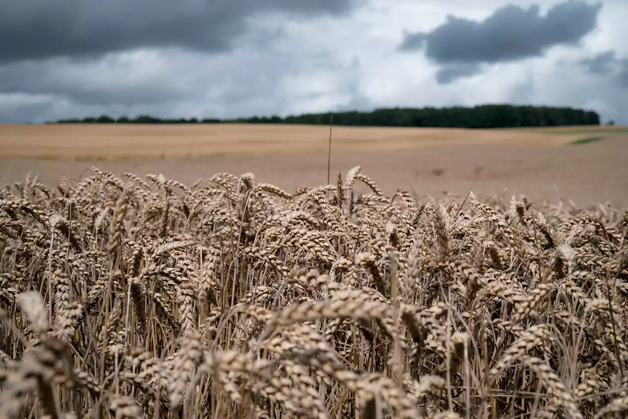 Regen verschlechtert Qualität von bayerischem Getreide