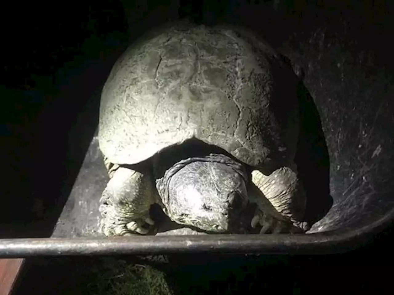 Grace, 125-year-old Ontario snapping turtle, found dead in ’unexpected’ location