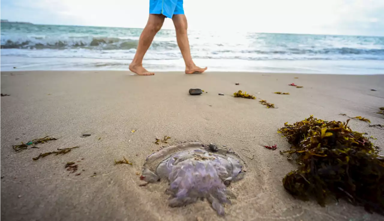 Superfície dos oceanos alcança temperatura recorde – Mundo – CartaCapital