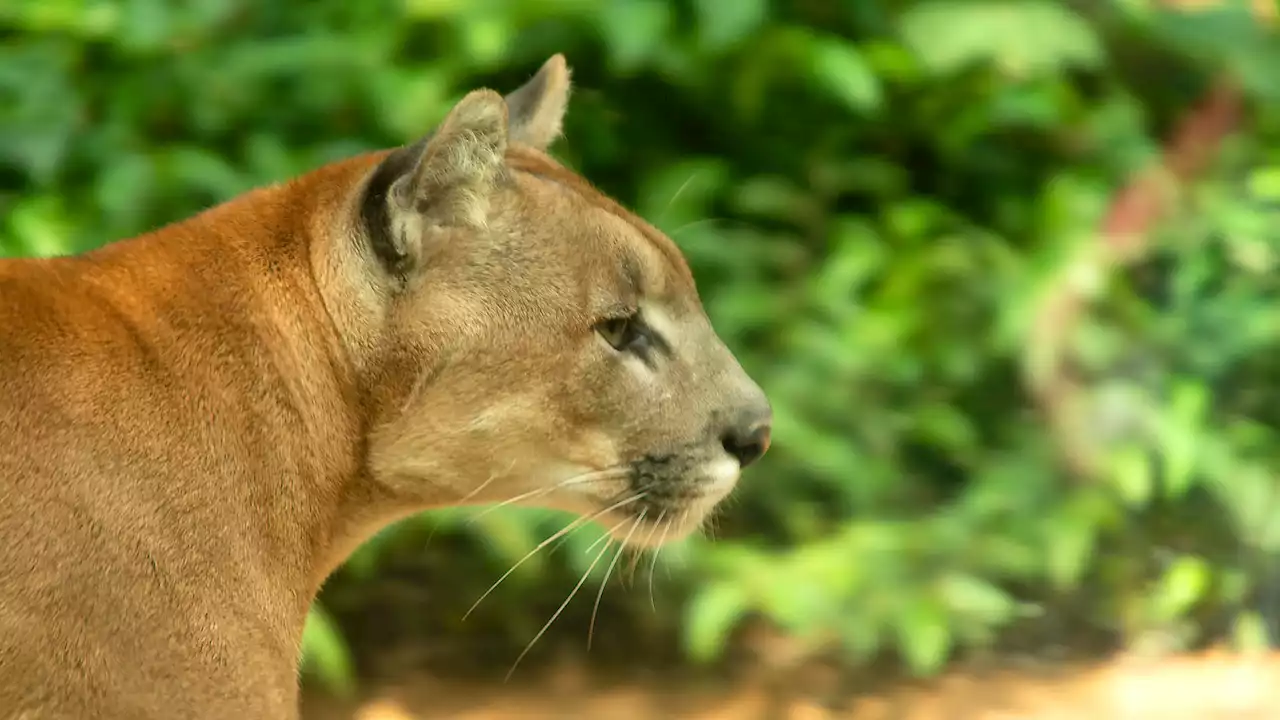 Royal Roads warns of multiple cougar sightings on campus