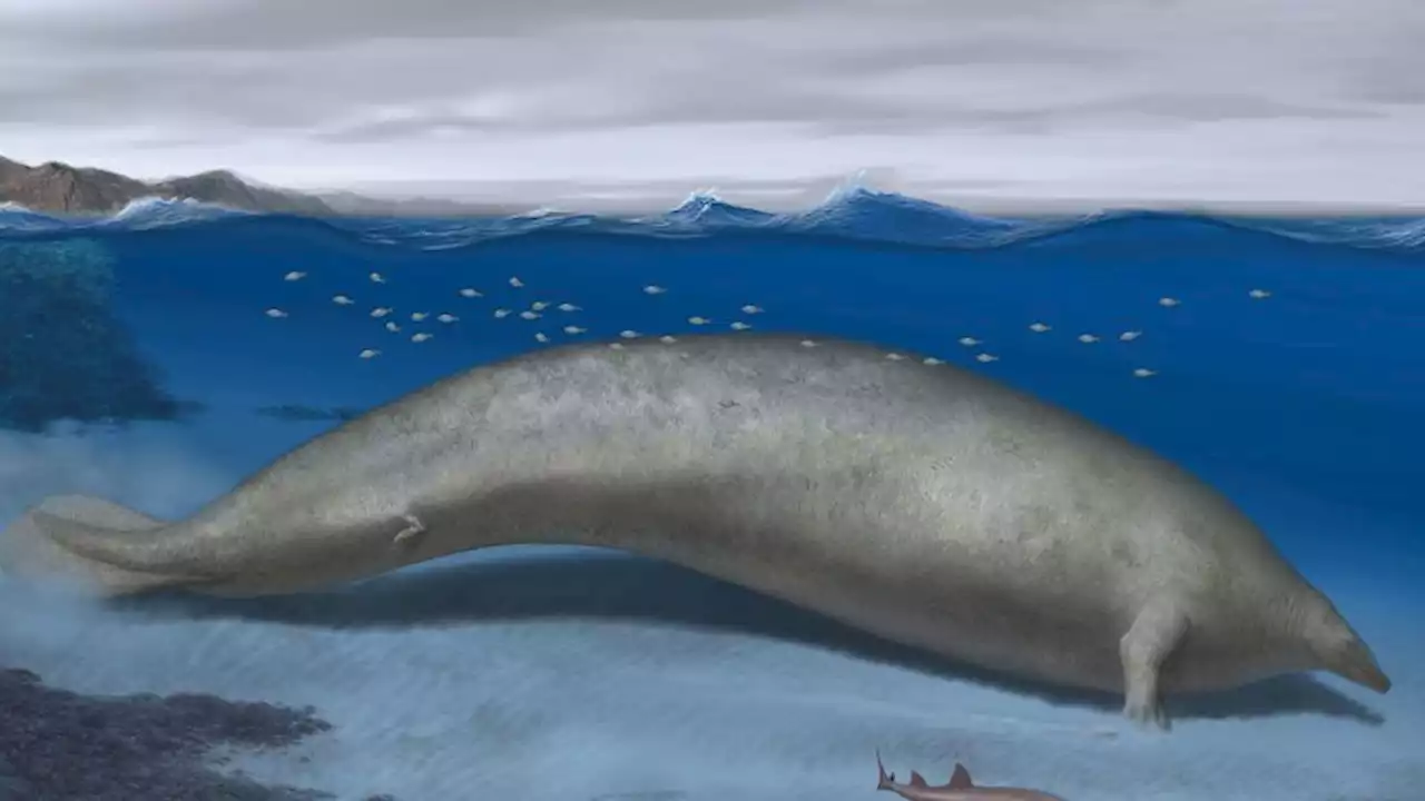 Newly discovered ancient creature may have been the heaviest animal ever | CNN