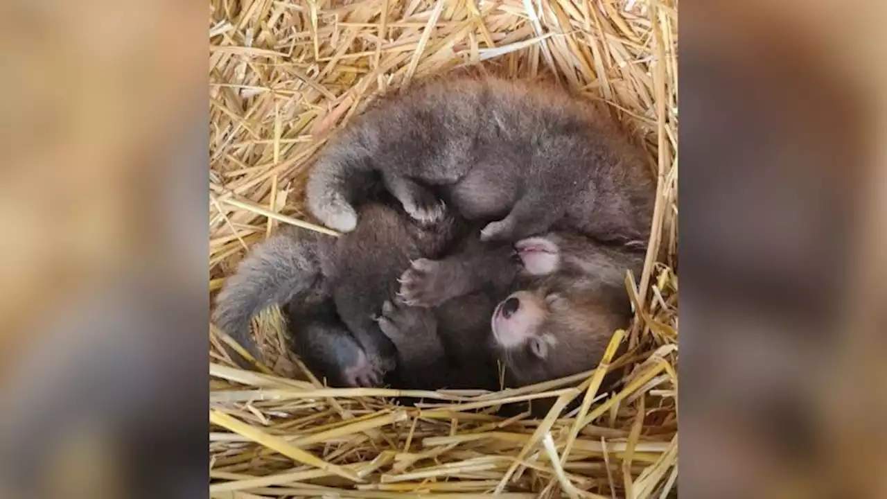 Red panda twin babies born at UK zoo boost species' endangered population | CNN