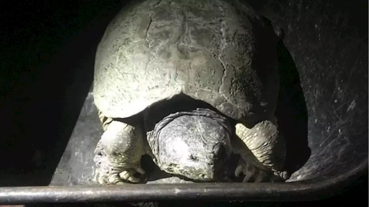 One of Ontario's oldest snapping turtle found dead in 'unexpected' location: conservation group