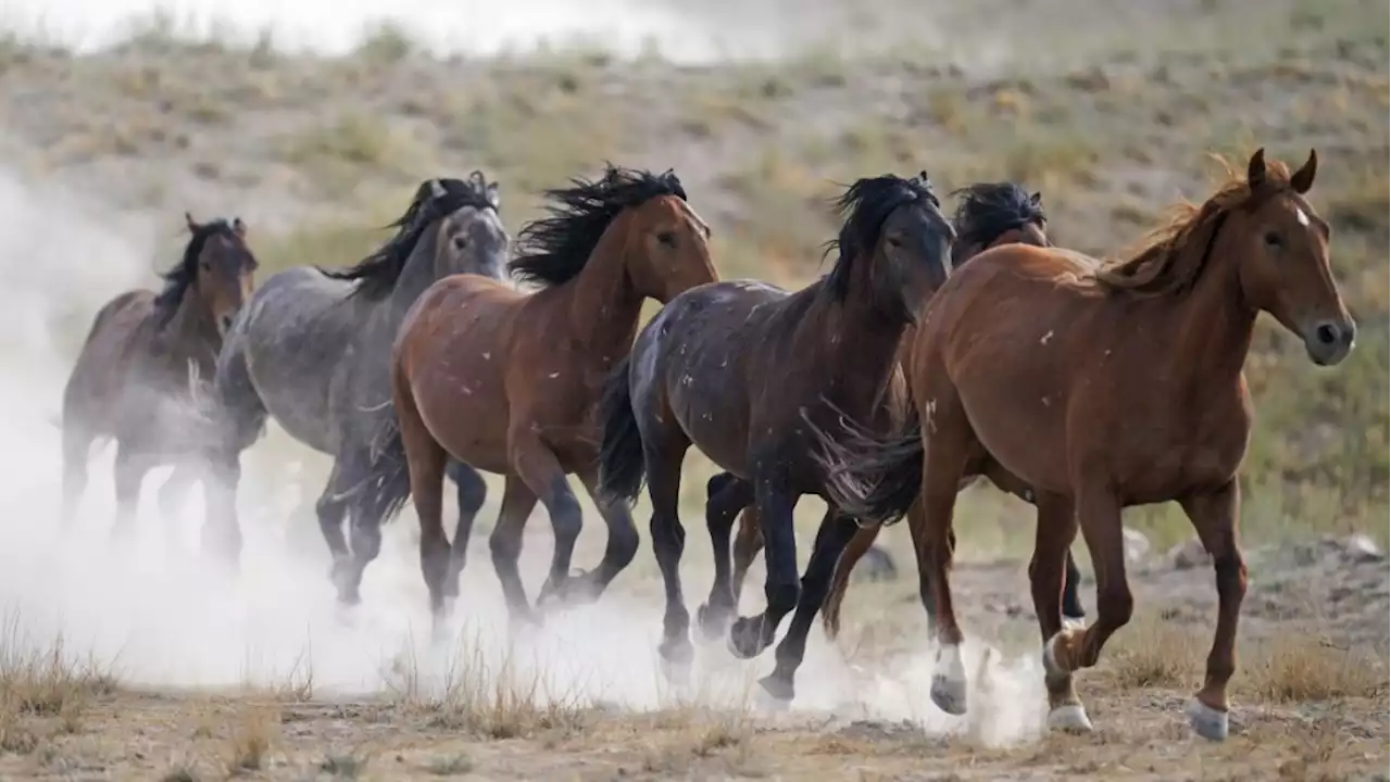 Federal agency given deadline to explain why deadly Nevada wild horse roundup should continue