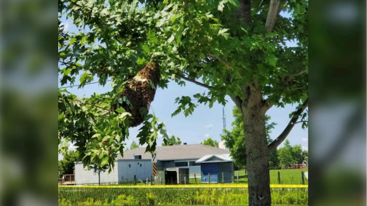 Officials take steps to have bees buzz off from Orleans park hive