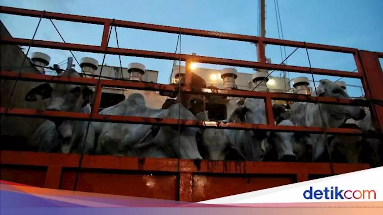 Bahaya Mengintai di Balik Rencana Impor Sapi Afrika Selatan & India