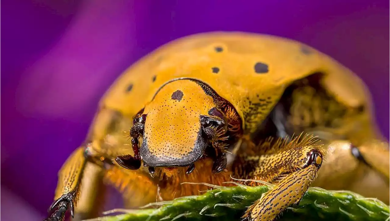 Más que un bestiario: una exposición fotográfica que hace visible lo invisible