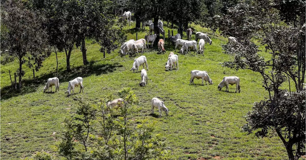 Petro invita a los hacendados a vender sus tierras para la Reforma Agraria