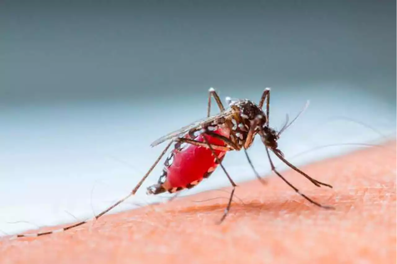 Infectar mosquitos con una bacteria, la novedosa estrategia para detener la malaria