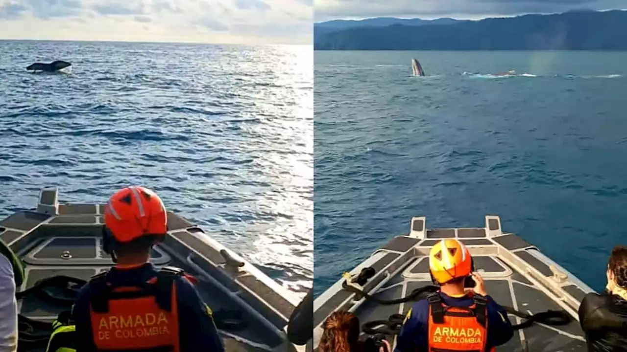 Liberan ballena jorobada enredada en un trasmallo en Bahía Solano, Chocó