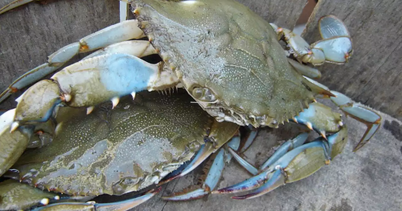 Un 'cinghiale di mare', ecco il granchio blu specie aliena da debellare. Ma è già in vendita in alcuni mercati - Il Fatto Quotidiano