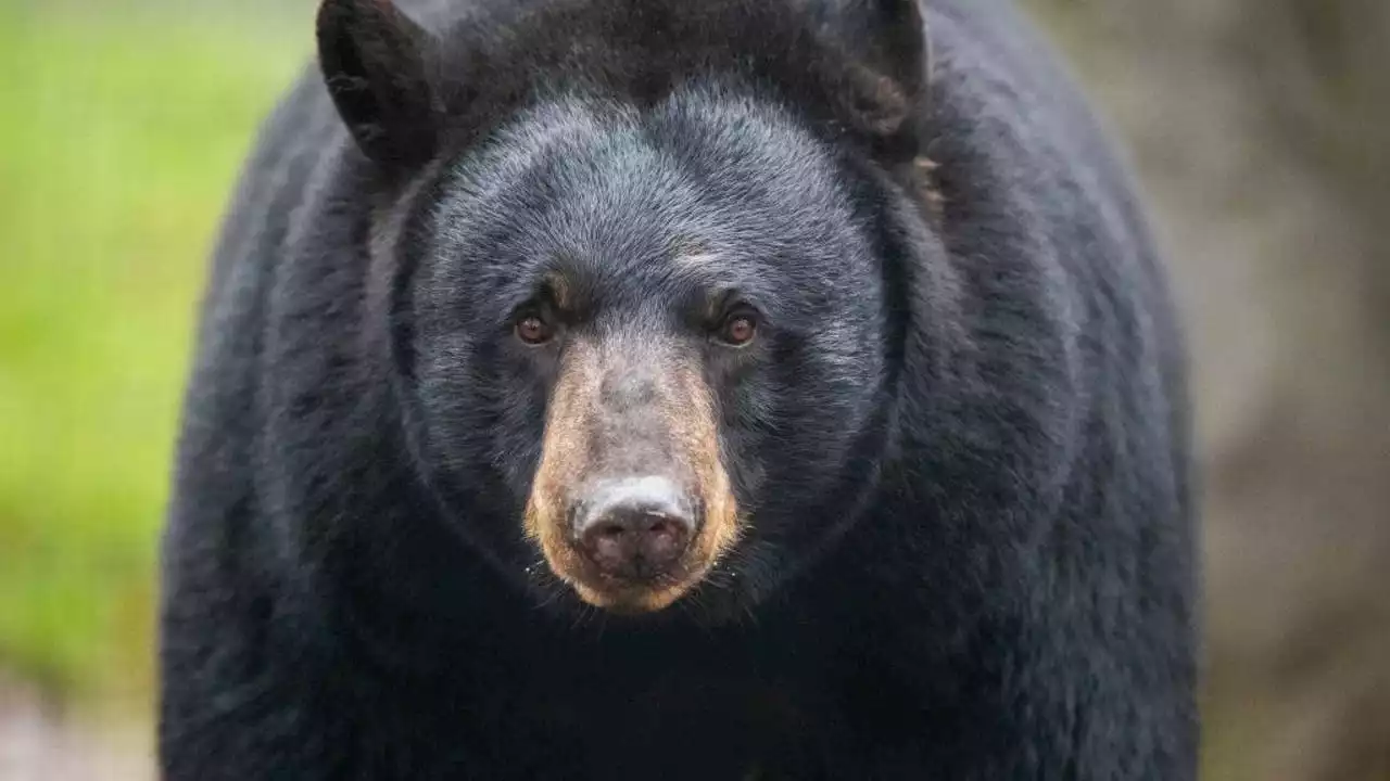 Pennsylvania man bitten on the head by bear during attack in his garage