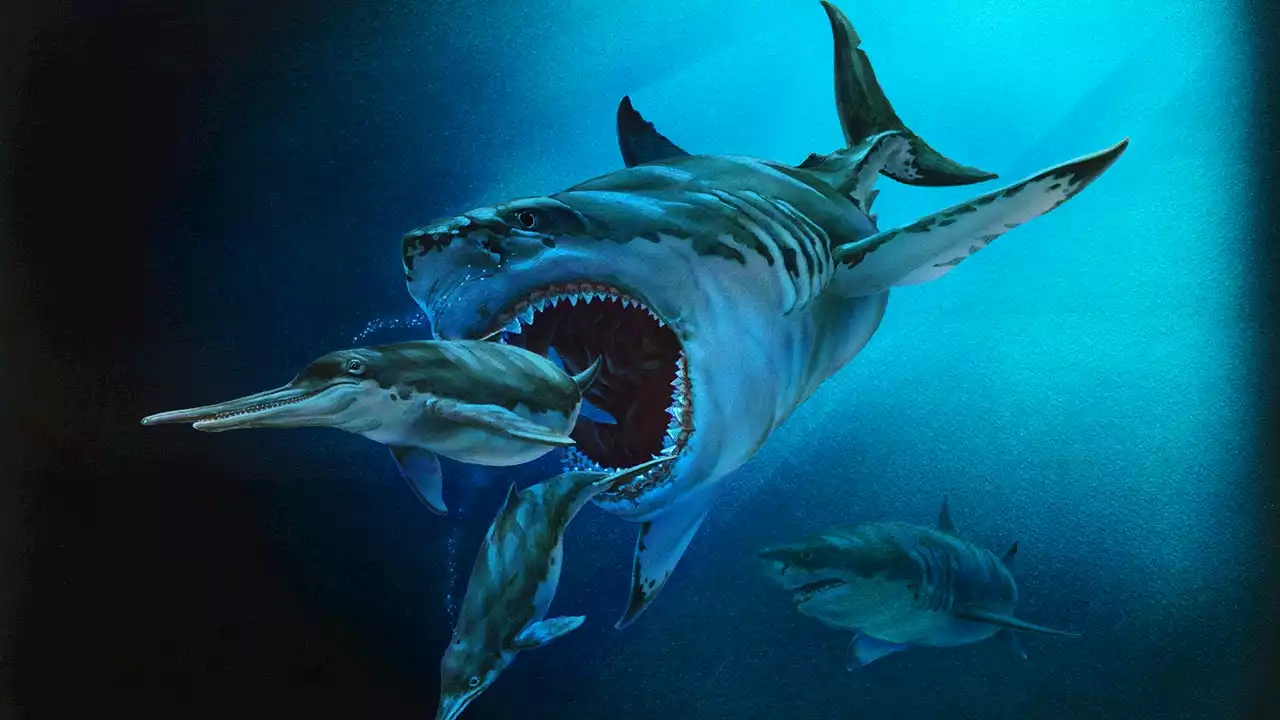 'MEG' author Steve Alten explains enduring fascination with megalodon sharks: ‘The bigger, the scarier’