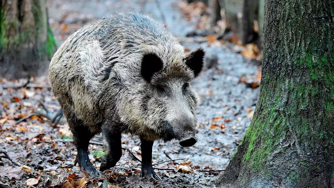 Wild boar killed after attacking woman, teenage boy in Hong Kong train station