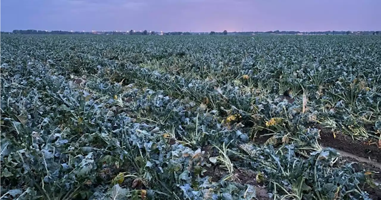 ‘Never seen that much rain’: Quebec farmers say climate change killing crops | Globalnews.ca