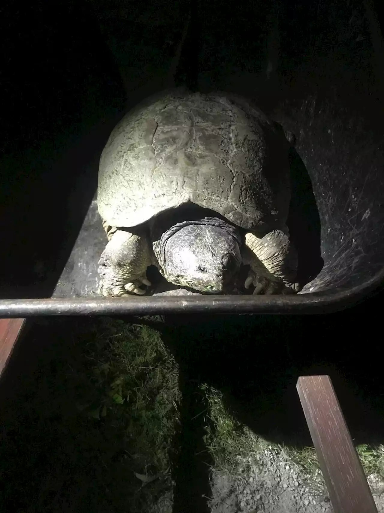 125-year-old snapping turtle found dead in ‘unexpected’ location: conservation group