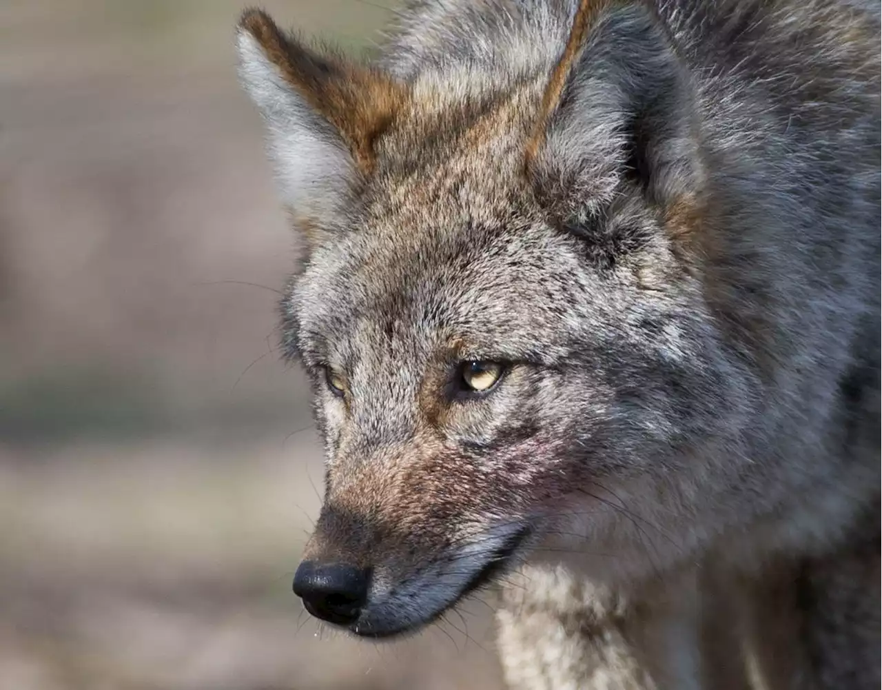 Opinion: The hour of the coyote: On urban encounters with the wild