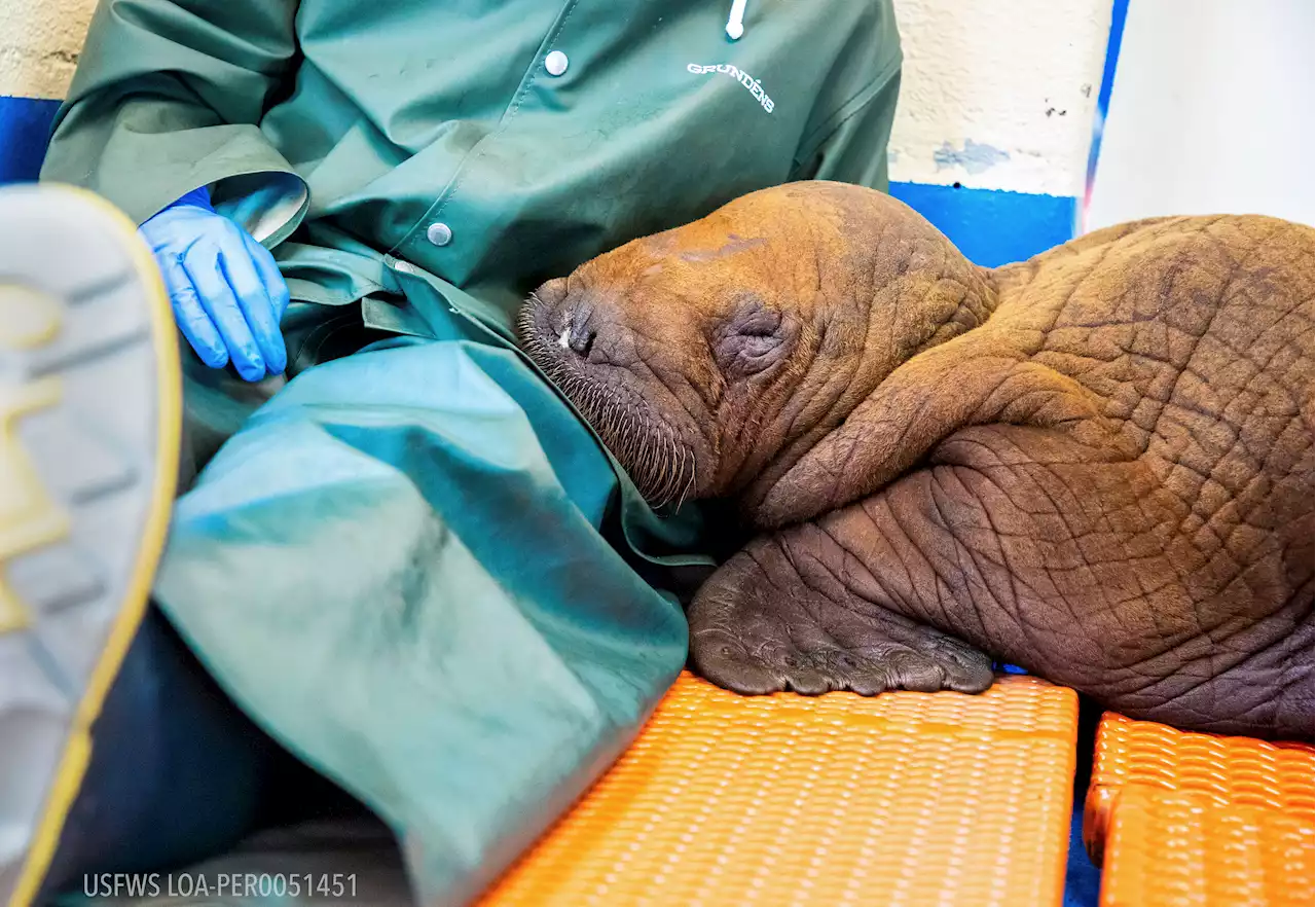 Rescued 200-Pound Baby Walrus Prescribed 'Round The Clock Cuddling'