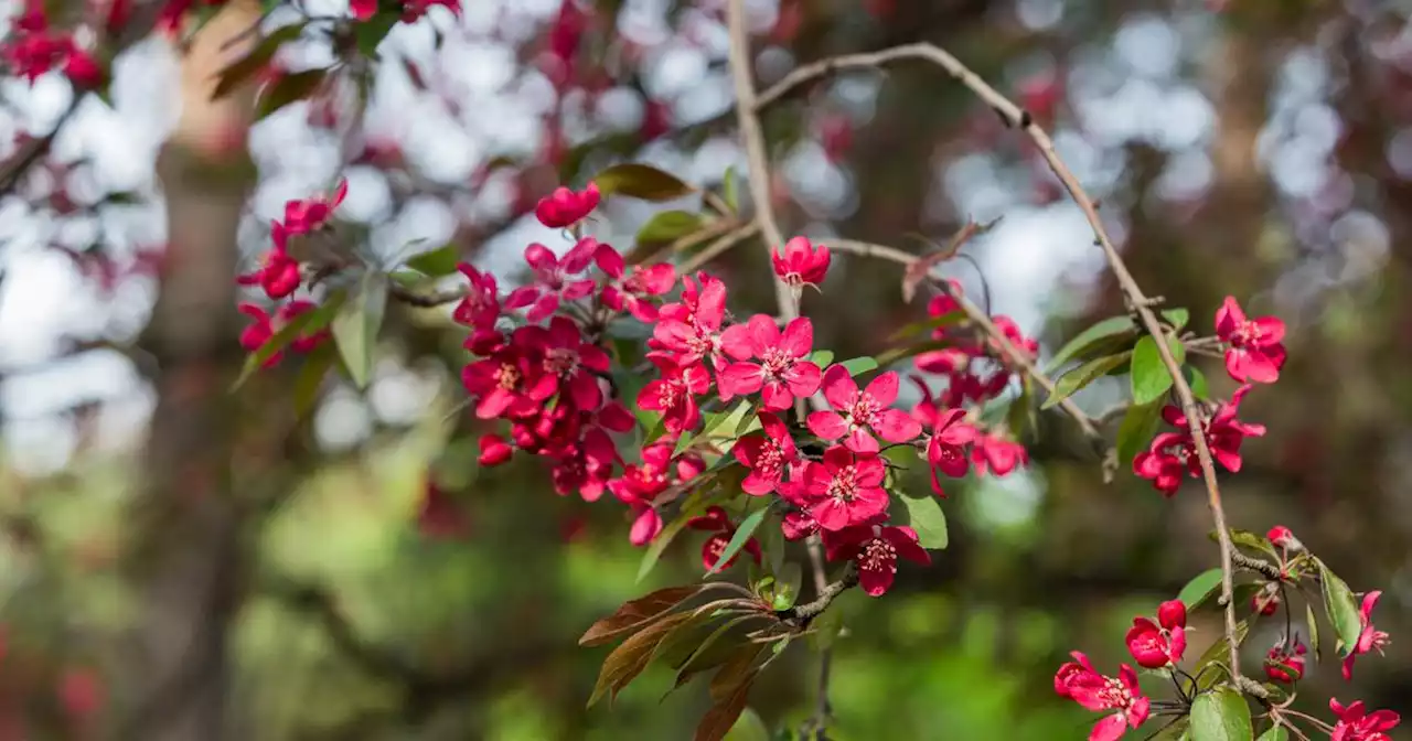 Your gardening questions answered: Should we replace our crab apple tree?