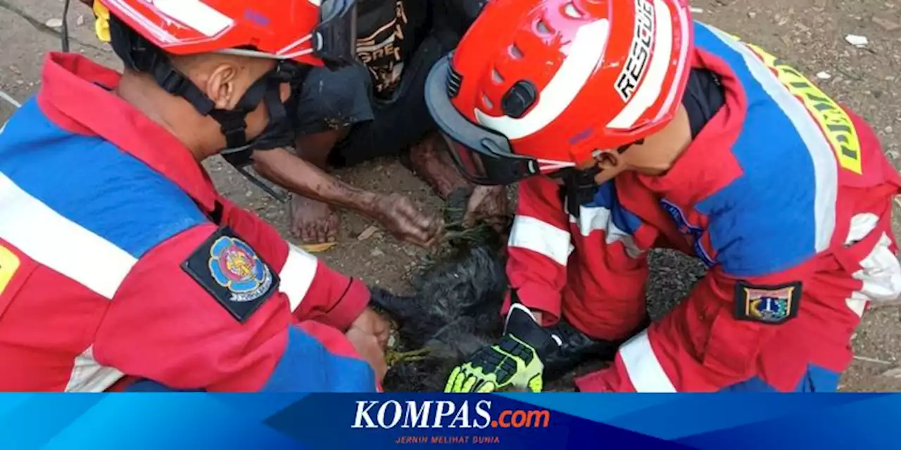 Seorang Anak Diserang Monyet Liar di Pulogadung, Damkar Turun Tangan