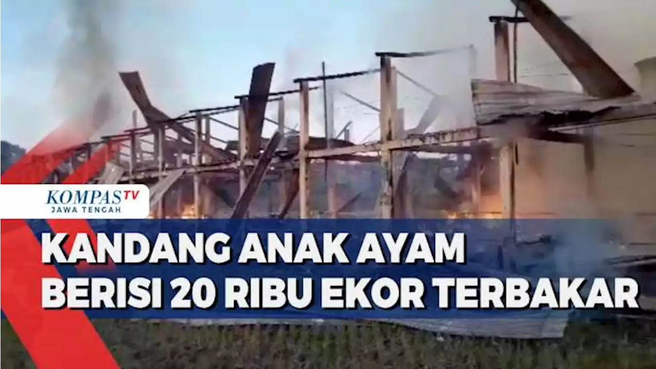 Kandang Anak Ayam Berisi 20 Ribu Ekor Terbakar