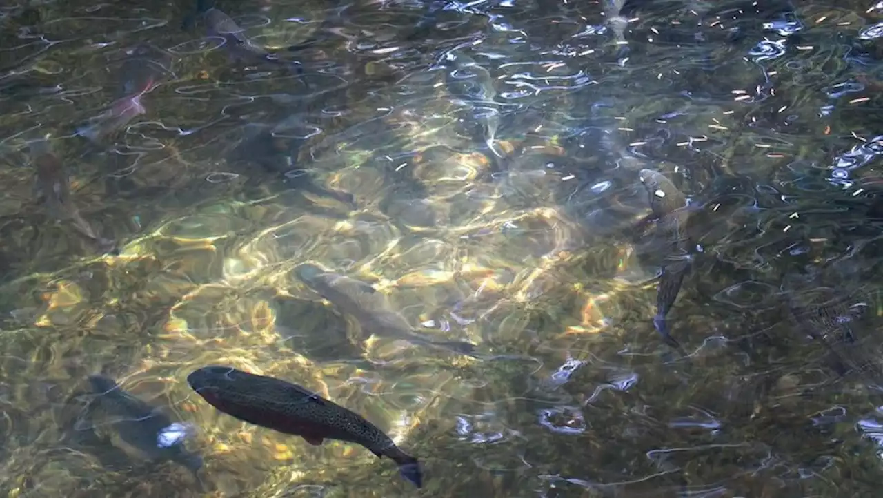 Il pêche une truite arc-en-ciel de 64 cm dans les Pyrénées !