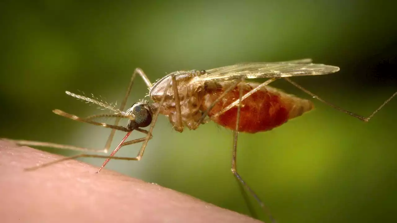 Une bactérie naturelle pourrait aider à éradiquer le paludisme